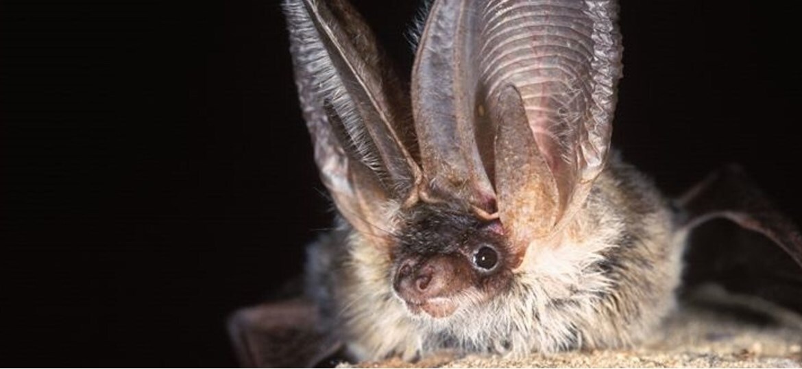 Bat Conservation Trust