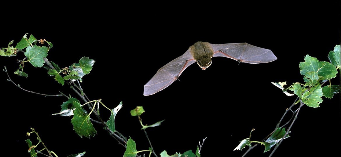 Bat Conservation Trust